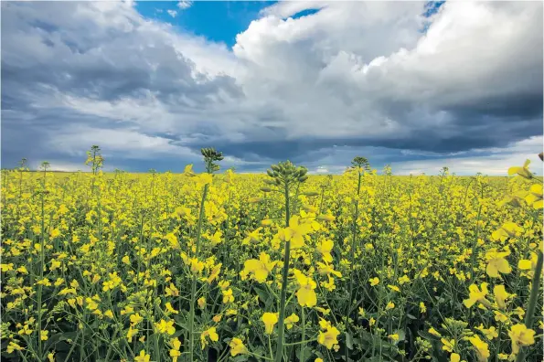  ?? MIKE DREW/POSTMEDIA ?? A canola field near Queenstown, Alberta. Clubroot grows like a cancer on canola roots, preventing the plant from taking up water and nutrients, cutting yields and potentiall­y killing plants. Hundreds of new cases are identified each year and new strains are becoming resistant to some of the only tools available to limit its spread.