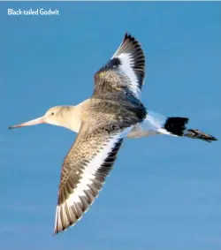  ??  ?? Black-tailed Godwit