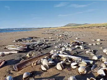  ?? ?? TREASURES: Largo Bay is perfect for finding shellfish, top right, shells collected by Keith, and a queen scallop near Elie.