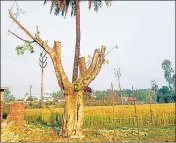  ?? HT PHOTO ?? A Peepal tree after its replantati­on in Bazpur.