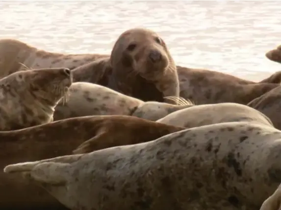  ?? (Cumbria Wildlife Trust) ?? South Walney Nature Reserve has the only grey seal colony in Cumbria