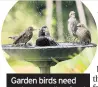  ??  ?? Garden birds need water as well as food