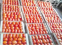  ??  ?? El tomate es uno de los rubros con mayor demanda en el mercado.