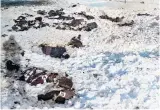  ??  ?? Aftermath of the Malmedy massacre. Bodies of the murdered GIs lie in the snow, identified by numbers, the shadow of the cameraman is on the left (Jonathan Trigg)