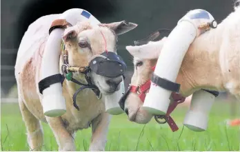  ?? Photo / Supplied ?? Sheep wear a device that helps AgResearch test how much methane they are emitting.