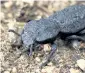  ??  ?? The diabolical ironclad beetle is native to desert habitats in Southern California.