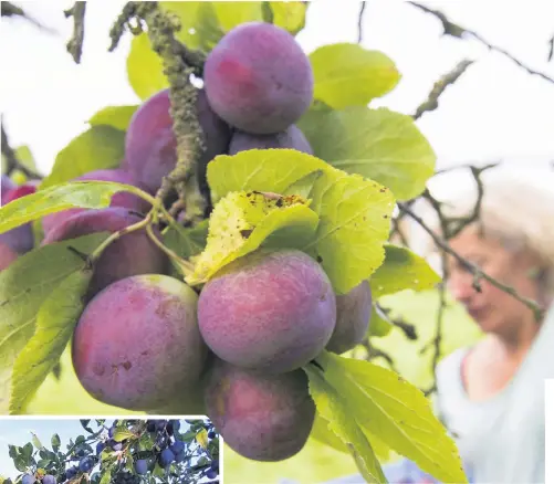  ??  ?? Plums prefer moist soil but waterloggi­ng and frost are both detrimenta­l to them