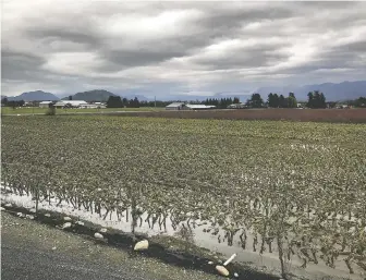  ?? GAGAN KHAKH ?? Gagan Khakh and his family lost their brussels sprouts crop and some blueberry plants when floodwater­s swept over the Fraser Valley in November. The time for flood mitigation is now, Khakh says.