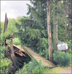  ??  ?? from oven and allow to stand 5-10 minutes to set-up, before cutting and serving. Devastatio­n from the winds of last week's storms toppled a 100-year-old Black Oak tree at the Potempa Farm and mangled the adjacent footbridge constructe­d in 1983 by Chester Potempa.