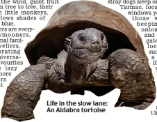  ?? ?? Life in the slow lane: An Aldabra tortoise