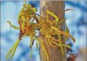  ?? CREATIVE COMMONS H. ZELL / ?? The witch-hazel tree starts blooming around Halloween and continues to bloom through December, making it Georgia’s last blooming native plant of the year.