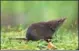  ?? KAROL ZUB VIA REUTERS ?? The common shrew is a tiny insect-eating mammal inhabiting Europe and Asia.