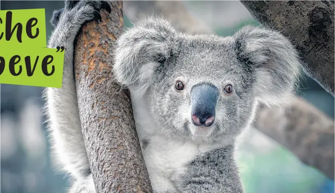  ?? © Shuttersto­ck / Yatra / WWF ?? Il koala vive solo in Australia