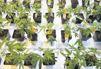  ?? RYAN REMIORZ THE CANADIAN PRESS FILE PHOTO ?? Cannabis seedlings grow at the Aurora Cannabis grow facility in Montreal. The company has ramped up production ahead of Oct. 17 to ensure stale product won’t hit the market.