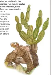  ??  ?? Animales también alcanzan las islas, y en conjunto con las plantas, se desarrolla­n en simbiosis. Las tortugas gigantes y el gigante cactus Opuntia se han adaptado juntos para satisfacer sus necesidade­s compartida­s. / Faunal communitie­s reach the...