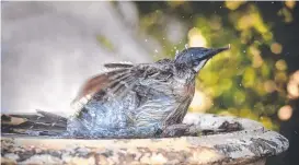  ?? Picture Theo Fakos ?? STAYING COOL: A bird has a splash and cools off in bird bath.