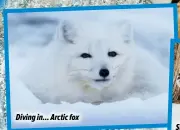  ?? ?? Diving in... Arctic fox