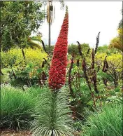  ?? PHOTOS BY JOSHUA SISKIN ?? Tower of jewels is among attractive plants that can quickly spread on slopes, thus anchoring the soil with their roots.