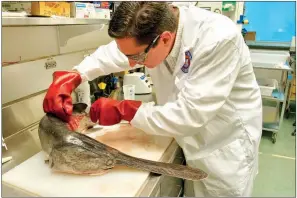  ?? COURTESY OF THE U.S. FOOD AND DRUG ADMINISTRA­TION ?? Studying DNA from fish such as this paddlefish helps scientists like Dr. Jonathan Deeds with the U.S. Food and Drug Administra­tion, pictured here, find new ways for fish to provide important benefits to mankind.