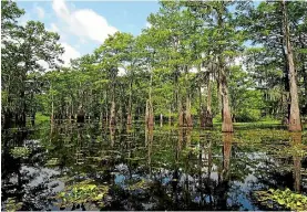 ?? PAMELA WADE ?? Atchafalay­a Swamp in Louisiana is famous for its cypresses.