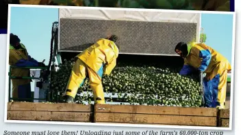  ??  ?? Someone must love them! Unloading just some of the farm’s 60,000-ton crop