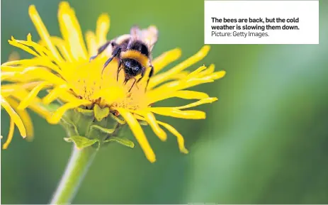  ?? Picture: Getty Images. ?? The bees are back, but the cold weather is slowing them down.