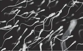  ?? ERAXION/GETTY IMAGES ?? Sperm counts among men across the globe have declined sharply over the past five decades, a prominent epidemiolo­gist warns.