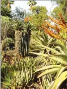  ??  ?? Large old aloe gardens should be frequently inspected for early signs of mites to prevent widespread infestatio­n. (Maureen Gilmer/TNS)