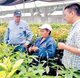  ??  ?? Delegacion­es de taiwaneses visitan plantacion­es de productos agroindust­riales en el centro de Honduras.
