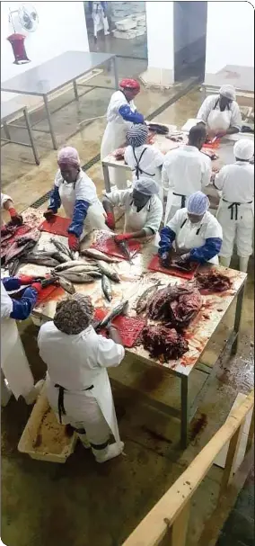 Arandis factory invests N$1.4 m in fish processing | New Era | PressReade­r