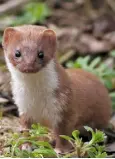  ??  ?? RARE SIGHT: The piebald Irish stoat has been here since the Ice Age