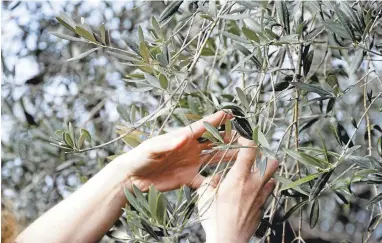  ?? GREGORIO BORGIA/ASSOCIATED PRESS ?? Lucia Iannotta, who heads up an olive farm, checks a tree branch at the family business’s grove in Capocroce, Italy. From specialty shops in Rome to supermarke­ts worldwide, fans of Italian olive oil will see a jump in price.