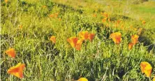  ?? Brian Murphy / Special to The Chronicle ?? Chronicle field scout Brian Murphy embarked on a fitness hike in Tice Valley to photograph the California golden poppy.