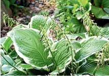  ??  ?? Above: Hostas can be divided now. Below: It’s a good time to plant garlic cloves.