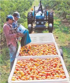  ?? AP FILE PHOTO BY UNIVERSITY OF GEORGIA COOPERATIV­E EXTENSION SERVICES ?? Workers at Lane Packing Company Orchard harvest peaches in Fort Valley, Ga., in 2004.