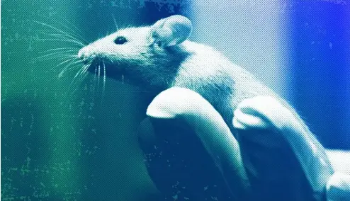  ?? ?? A technician holds a laboratory mouse at a lab in Bar Harbor, January 2006