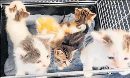  ?? ?? A litter of six, 2-week-old kittens were dumped on the side of a busy Hastings road and left to die.