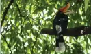  ??  ?? Rhinoceros hornbill, an inhabitant of Malaysia’s biological­ly rich 130m-year-old Belum Temengor forest – which benefits from protection but is also subject to human interferen­ce, such as lake creation. Photograph: Fazry Ismail/EPA