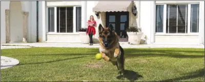  ?? ?? Gunther VI chases a tennis ball thrown by handler Stacey Marino outside his house in Miami.