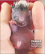  ??  ?? FRAGILE Tiny baby hedgehog