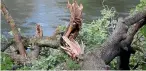  ??  ?? The tree fell across a walkway and picnic table.