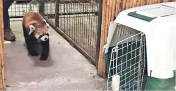  ??  ?? ► El panda rojo Kelu volvió a su recinto durante la tarde de ayer.