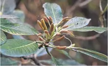  ?? PHOTO: LINDA ROBERTSON ?? Seed capsules of Rhododendr­on macabeanum x sinogrande at the Rhododendr­on Dell.