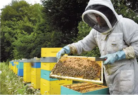  ?? — AFP FILE PHOTO ?? French beekeeper Thomas Le Glatin inspects his beehive frames in Ploerdut, western France.