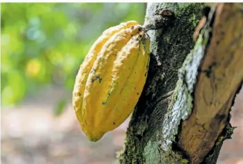  ?? FOTO: GATEAU/DPA ?? Eine erntereife Kakaoschot­e auf einer Plantage an der Elfenbeink­üste: Lange Dürreperio­den, Starkregen und Überflutun­gen haben der Umweltorga­nisation WWF zufolge die Erträge reduziert oder Ernten völlig zerstört.