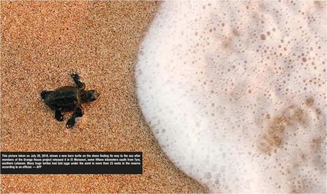  ??  ?? This picture taken on July 29, 2018, shows a new born turtle on the shore finding its way to the sea after members of the Orange House project released it in El Mansouri, some fifteen kilometers south from Tyre, southern Lebanon. Many huge turtles had...