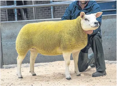  ??  ?? SALE TOPPER: This in-lamb gimmer from Jim Innes’s Strathbogi­e flock sold for the top price of 16,000gn