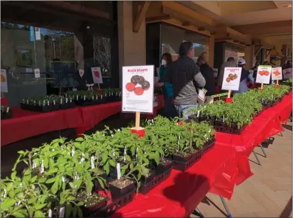  ?? PHOTO BY VALERIE TAYLOR ?? The UC Marin Master Gardeners presents its annual tomato market on April 20.