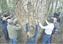  ??  ?? Integrante­s de la ONG A Todo Pulmón-Paraguay Respira miden un árbol finalista del certamen “Colosos de la Tierra”.