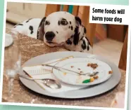  ?? ?? Some foods will harm your dog